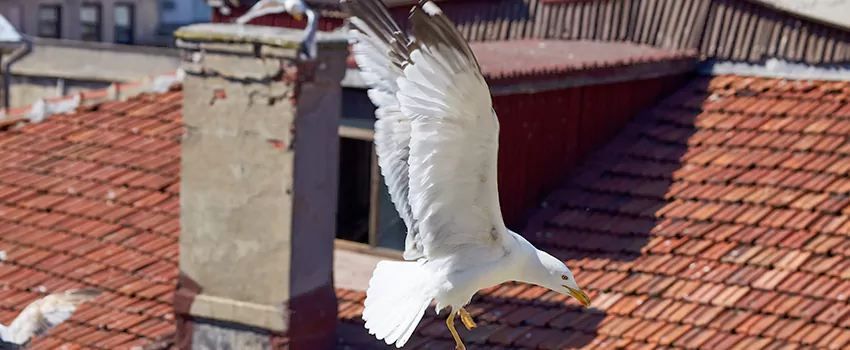 Residential Chimney Animal Removal Solution in Cornelius, NC