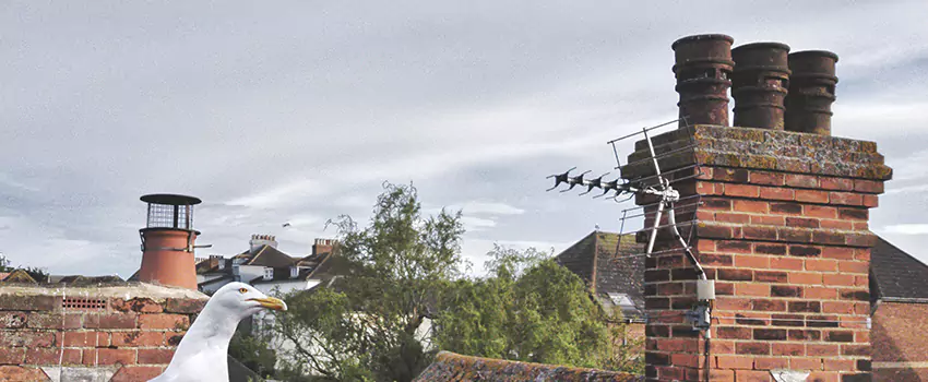 Chimney Cleaning And Restoration in Cornelius, North Carolina